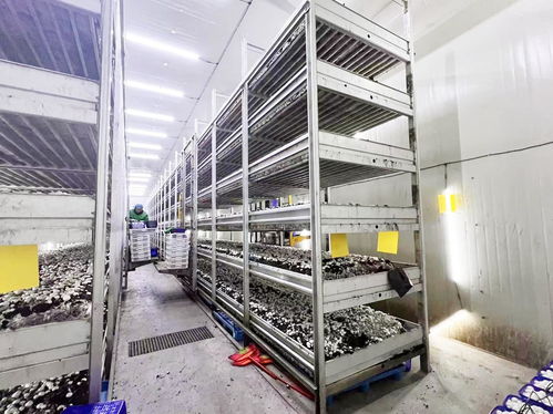 產值超億元 科技蘑菇走上海外餐桌，智能種植日產16噸的生物奇跡